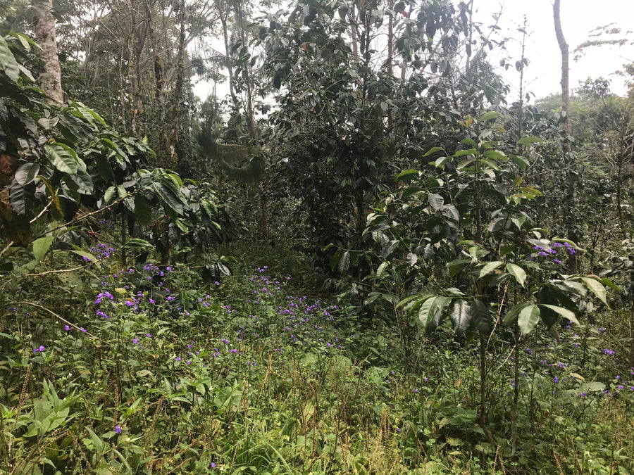 Newsletter: Spotlight On Peru