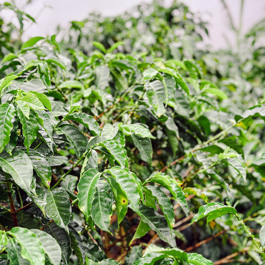 Sustainability and Resilience in Costa Rican Coffee