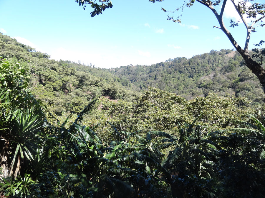 Newsletter: New Coffees For The New Season