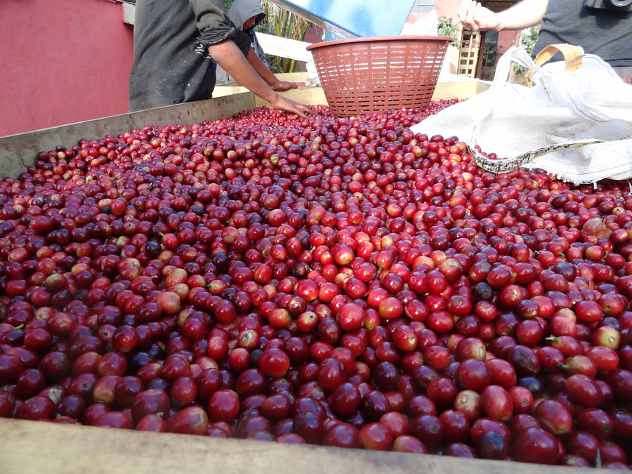 Certifications: Fair Trade